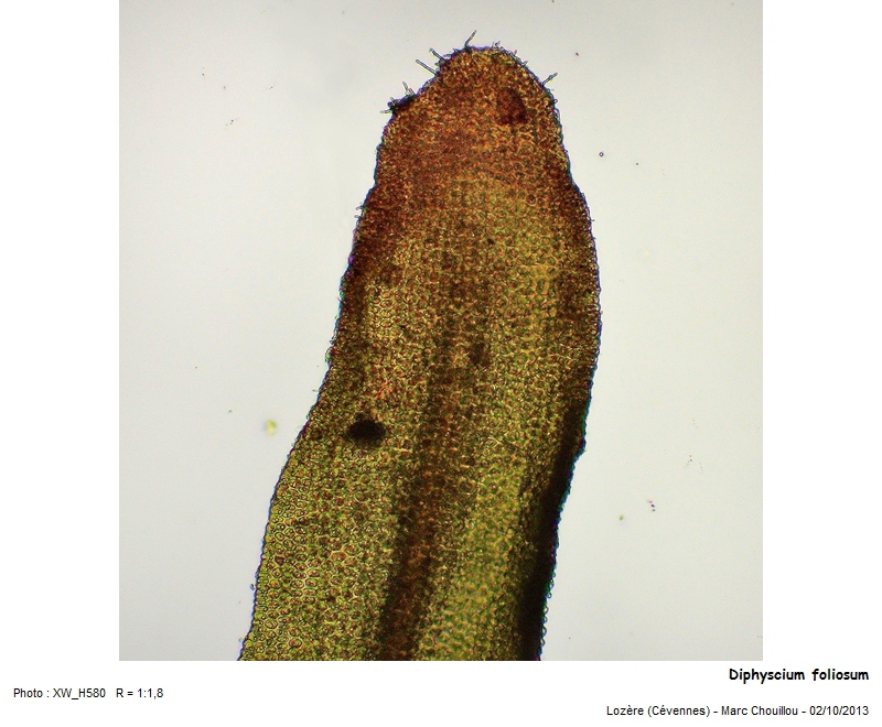Diphyscium foliosum (Hedw.) D. Mohr #35744