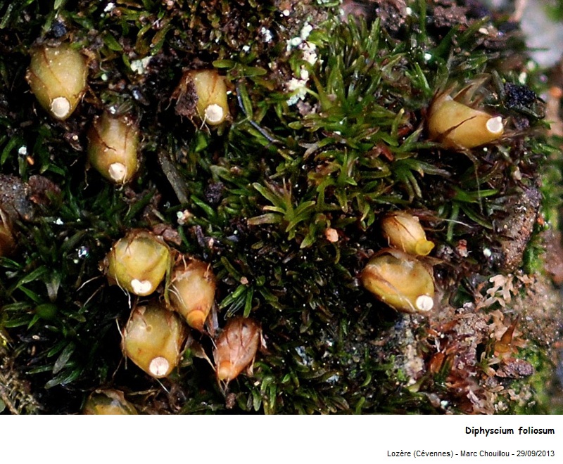 Diphyscium foliosum (Hedw.) D. Mohr #35743