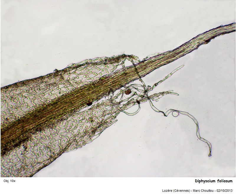 Diphyscium foliosum (Hedw.) D. Mohr #35745
