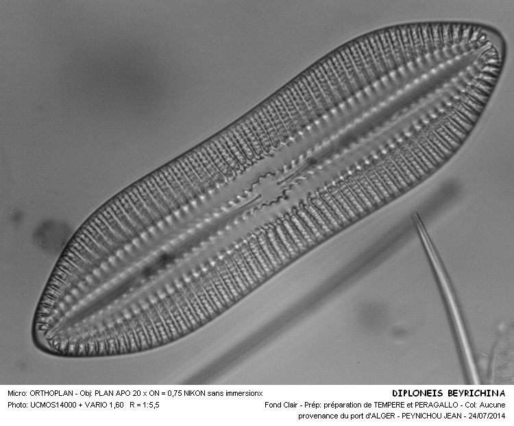 DIPLONAEIS BEYRICHINA #38293