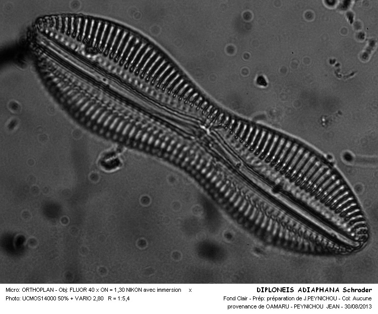 DIPLONEIS ADIAPHANA Schrader #33515
