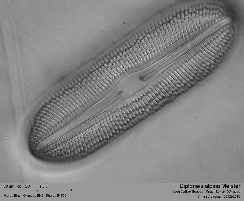 Diploneis alpina Meister #15165