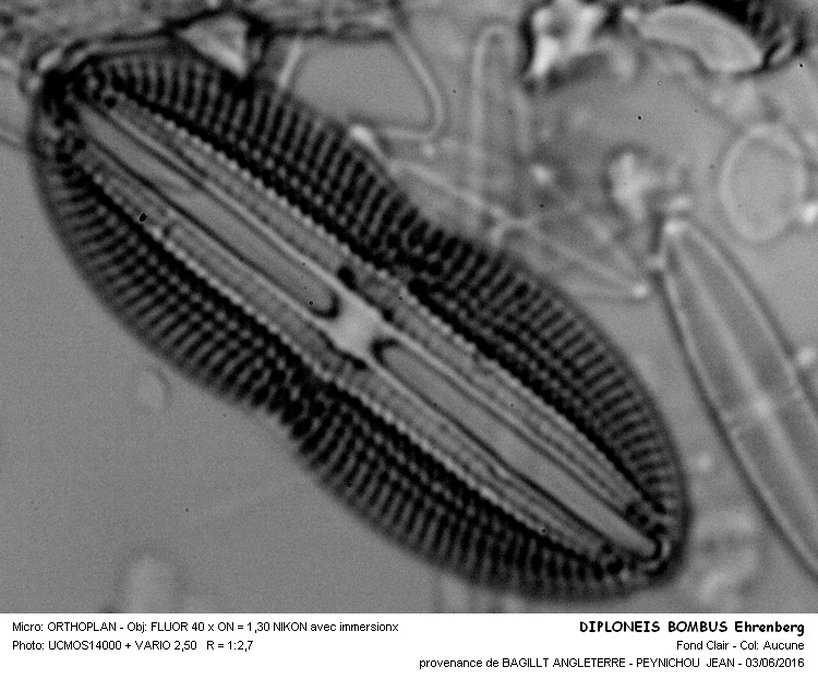 DIPLONEIS BOMBUS Ehrenberg #45518
