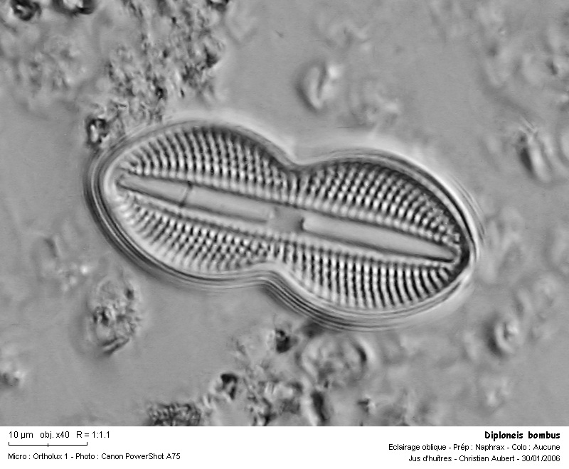 Diploneis bombus Ehrenberg #1940
