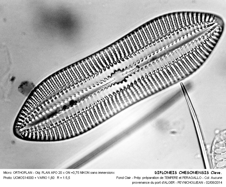 DIPLONEIS CHERSONENSIS Cleve #38392