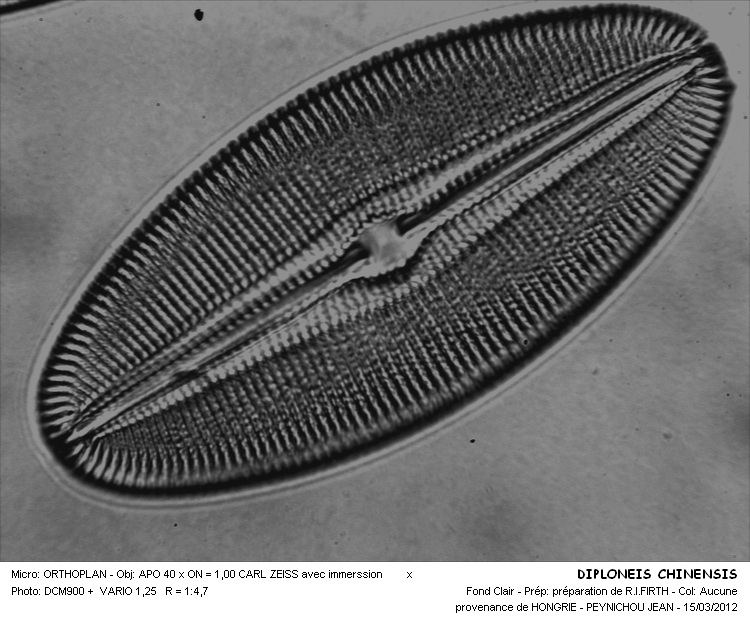 DIPLONEIS CHINENSIS #32100