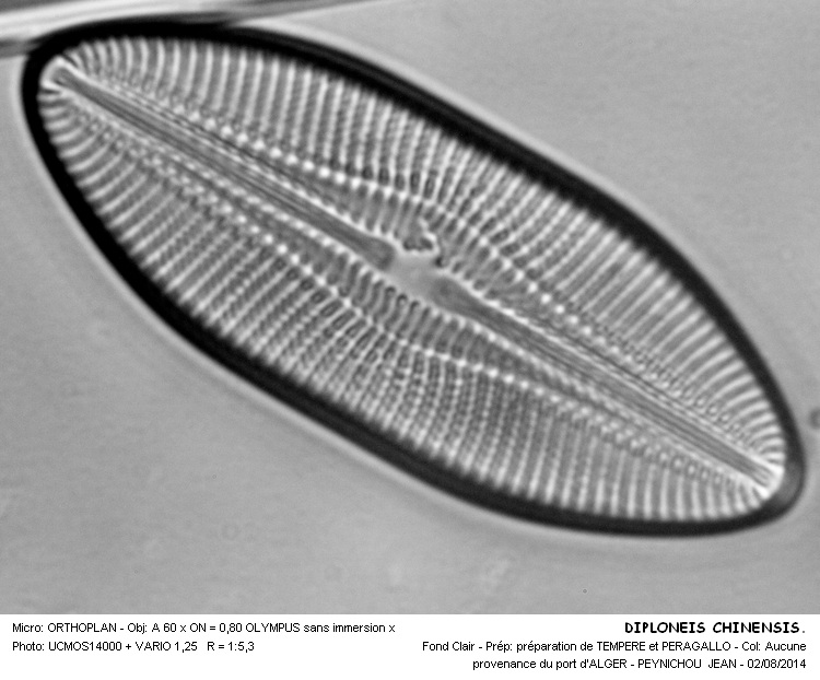 DIPLONEIS CHINENSIS #38393