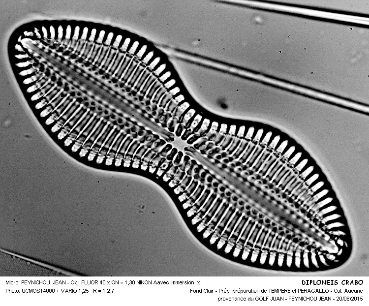 DIPLONEIS CRABO Ehrenberg #41986