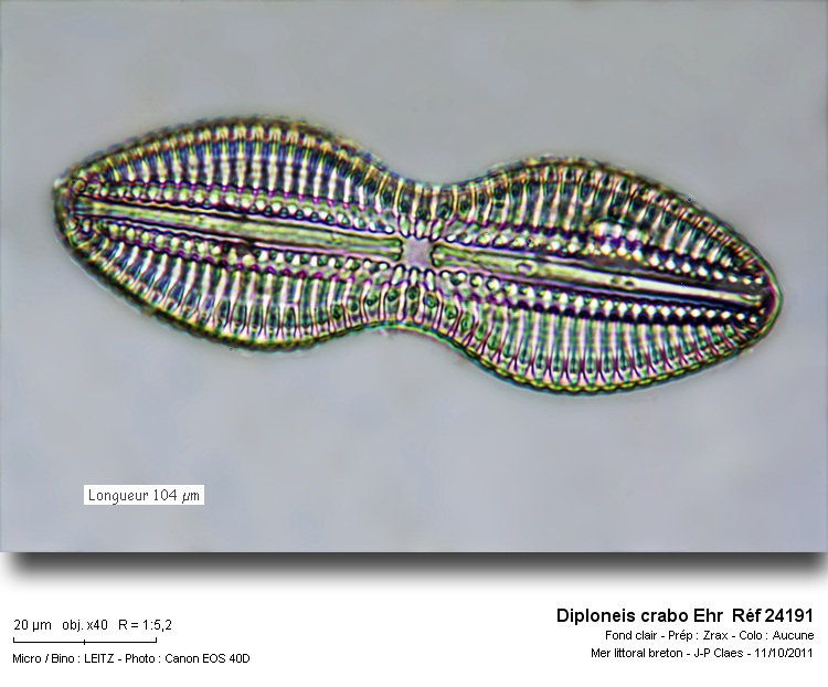 Diploneis crabo Ehr #24429