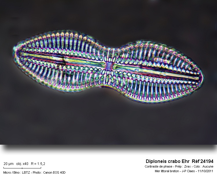 Diploneis crabo Ehr #24431