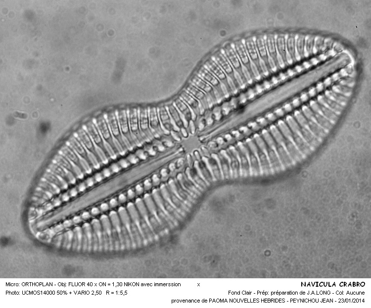 DIPLONEIS CRABRO #35917