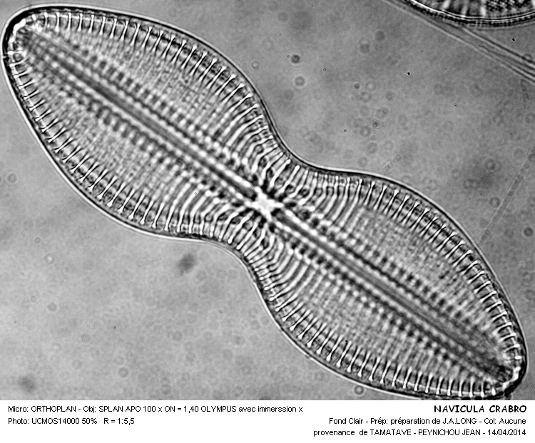 DIPLONEIS CRABRO #37173