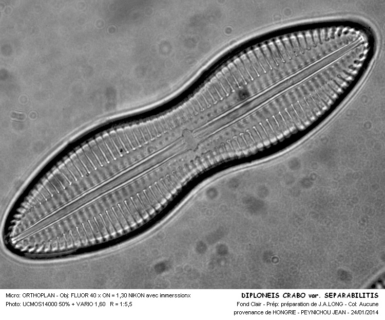 DIPLONEIS CRABRO var. SEPARABILITIS #35953