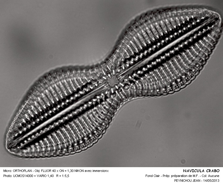Diploneis crabro Ehrenberg #31048