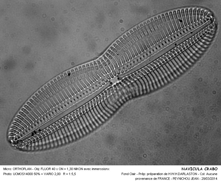 Diploneis crabro #36981