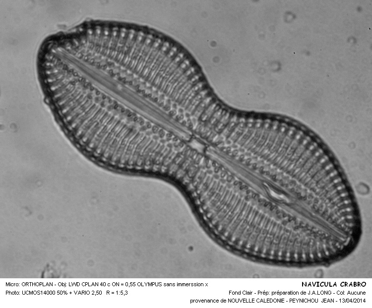 DIPLONEIS CRABRO #37165