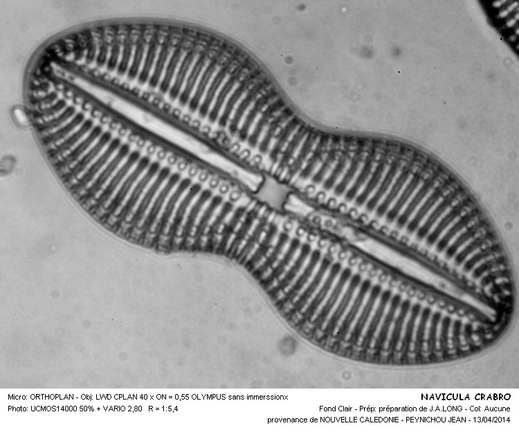 DIPLONEIS CRABRO #37166
