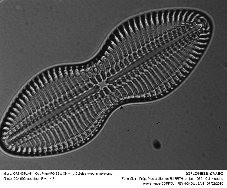 Diploneis crabro Ehrenberg #14476