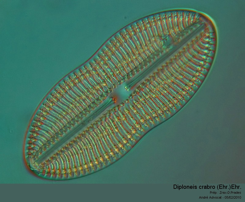 Diploneis crabro Ehrenberg #14441