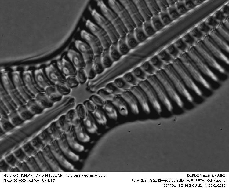 Diploneis crabro Ehrenberg #14478