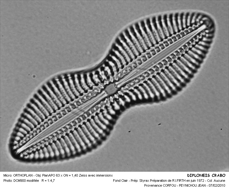Diploneis crabro Ehrenberg #14477
