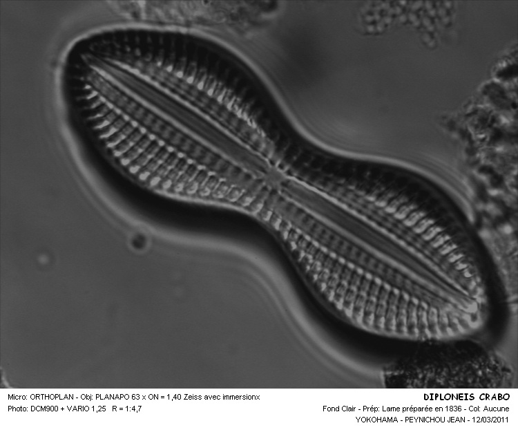 Diploneis crabro Ehrenberg #21057