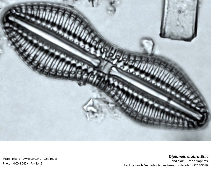 Diploneis crabro Ehrenberg #18638
