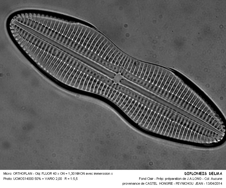 DIPLONEIS DELMA #37164