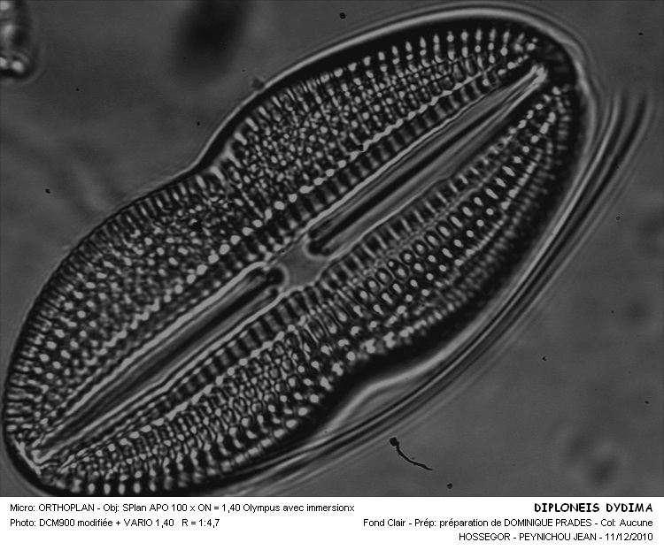DIPLONEIS DIDYMA #30337
