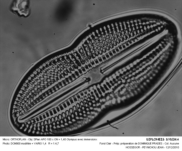 DIPLONEIS DIDYMA #30336