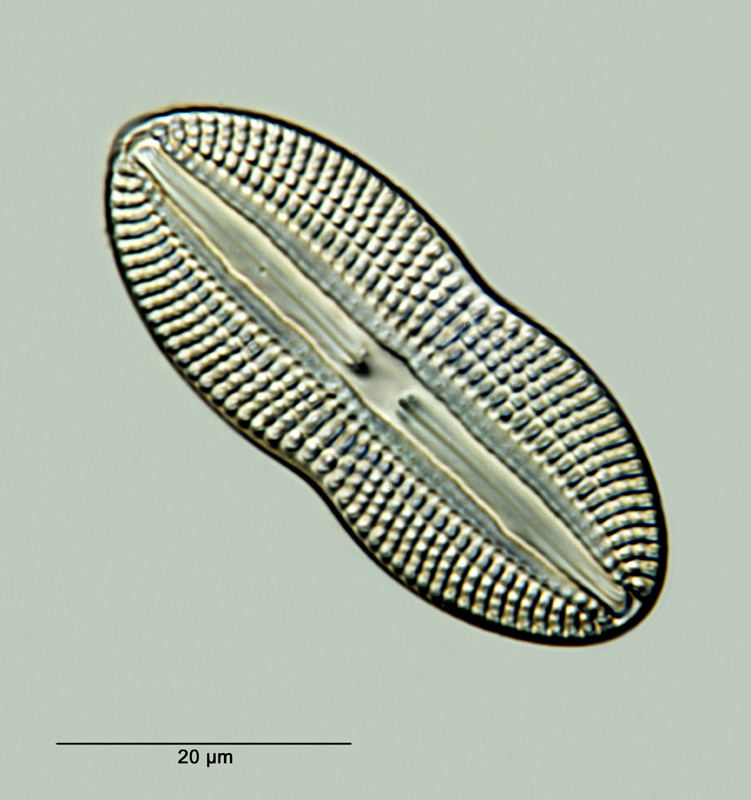 Diploneis didyma Ehrenberg 1894 #25872