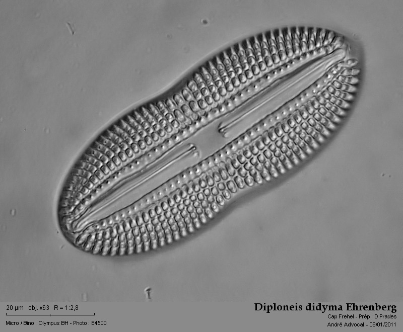Diploneis didyma Ehrenberg #20579