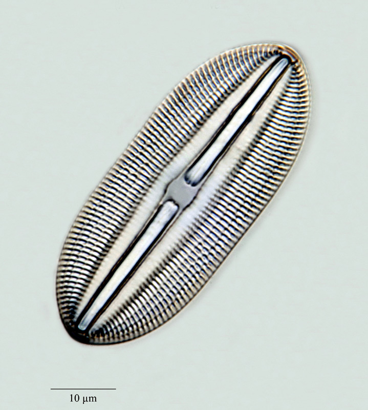 Diploneis divergens (A. Schmidt) Cleve #24346
