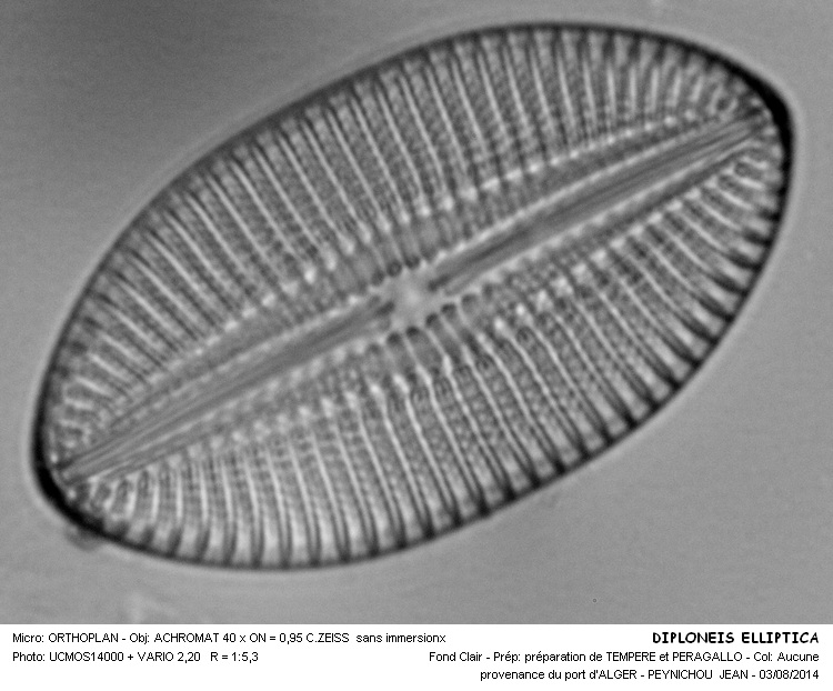 DIPLONEIS ELLEPTICA #38413