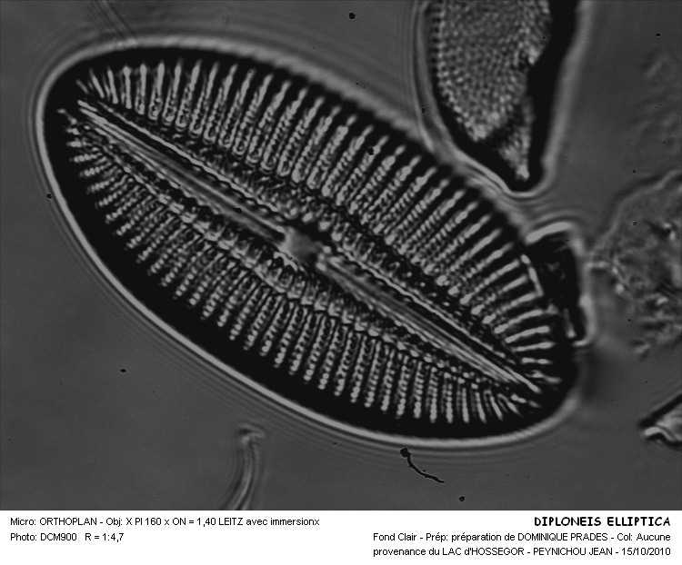 DIPLONEIS ELLEPTICA #32099