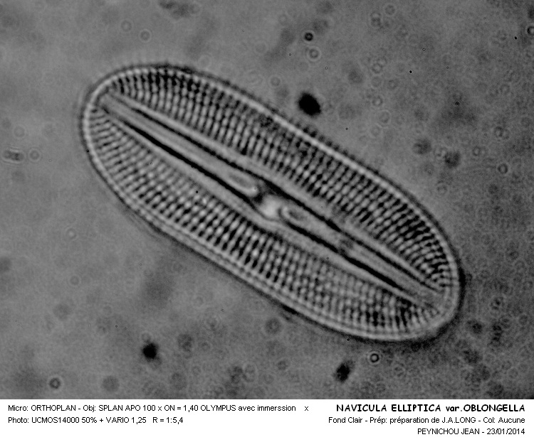 DIPLONEIS ELLIPTICA var.OBLONGELLA #35918
