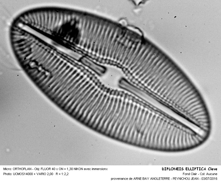 DIPLONEIS ELLIPTICA Cleve #45959