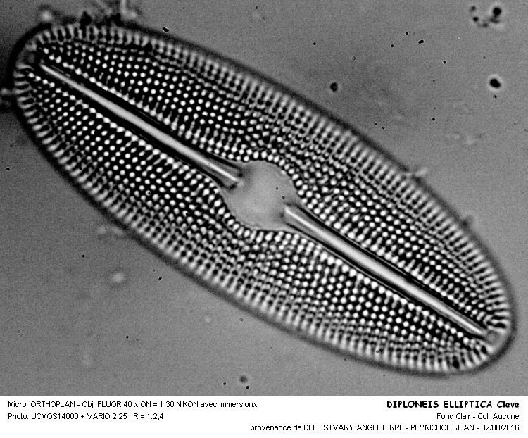 DIPLONEIS ELLIPTICA Cleve #46339