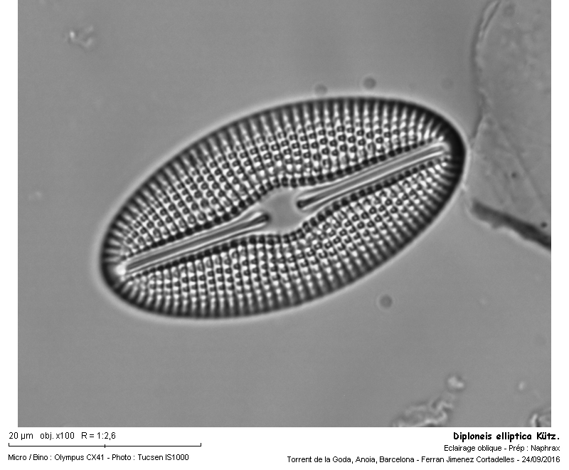Diploneis elliptica Kütz. #47200