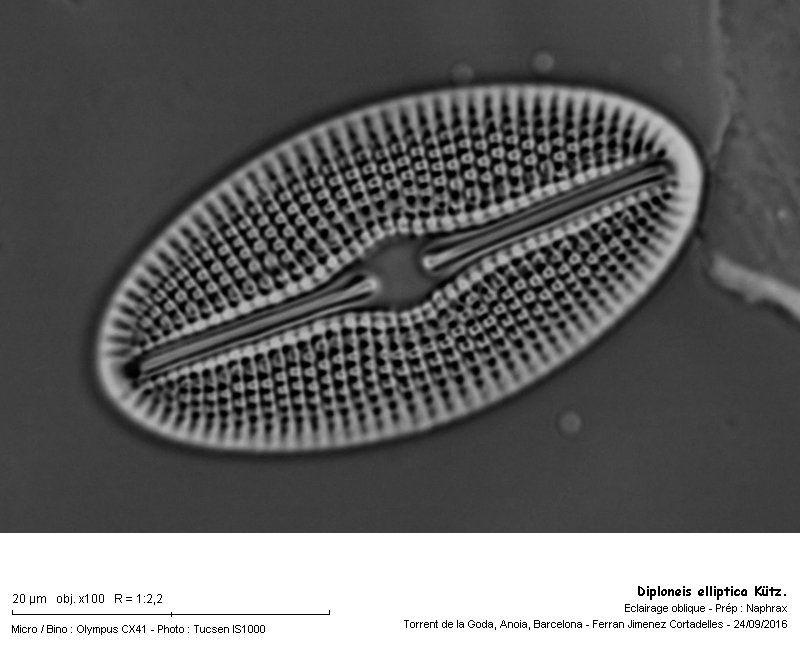 Diploneis elliptica Kütz. #47201