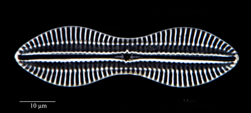 Diploneis exemta #76064