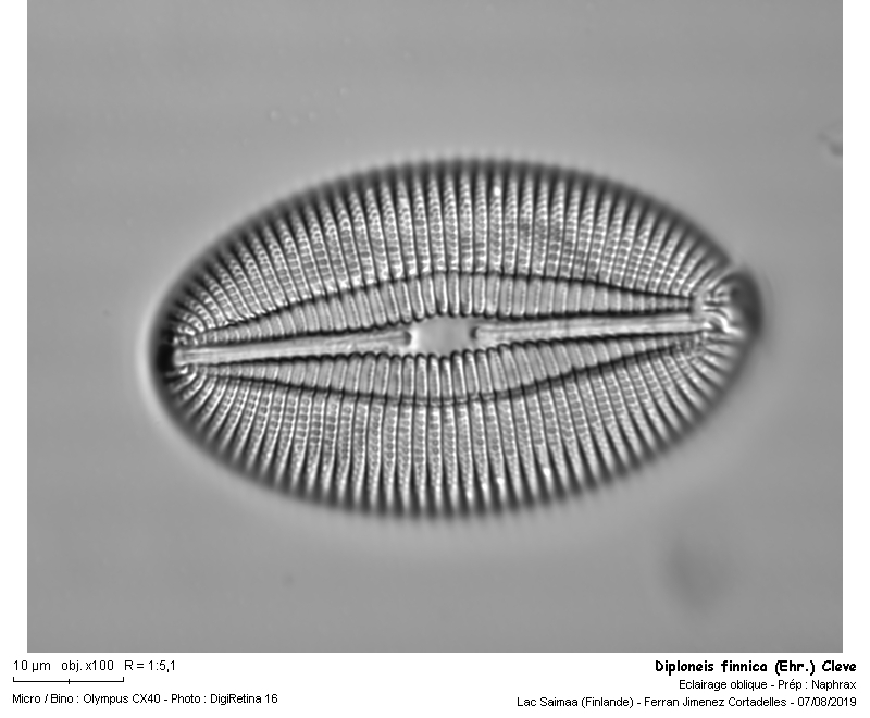 Diploneis finnica (Ehr.) Cleve 1891 #63623