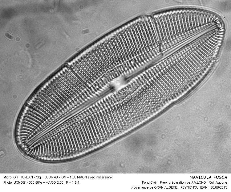 DIPLONEIS FUSCA #33383