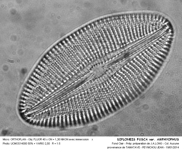 DIPLONEIS FUSCA var.AMPHYOPHUS #35807