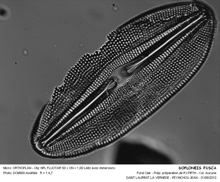 Diploneis fusca (Greg.) Cleve #17902