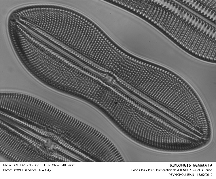 DIPLONEIS GEMMATA #32102