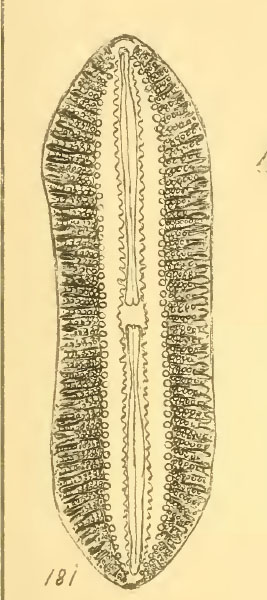 Diploneis gemmata #40246