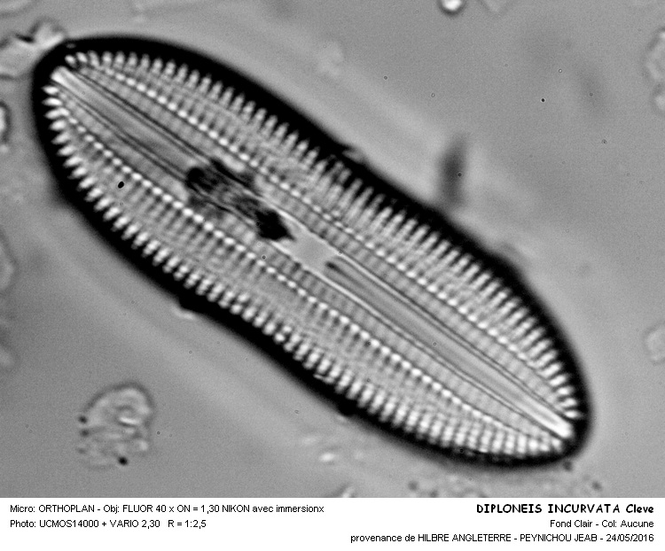 DIPLONEIS INCURVATA Cleve #45361