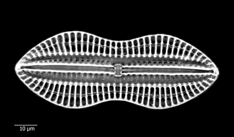Diploneis lacrimans #67252