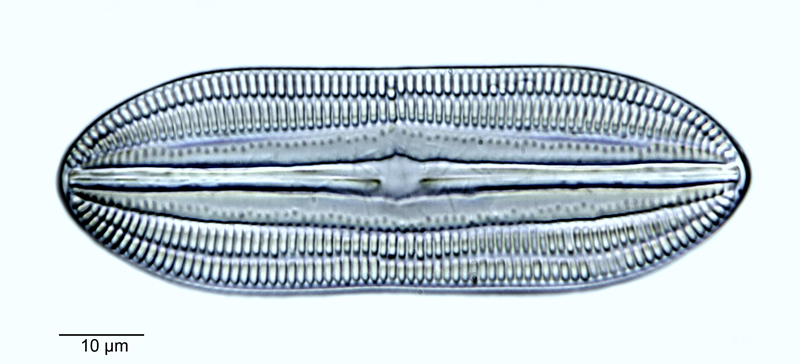 Diploneis lineata #55315